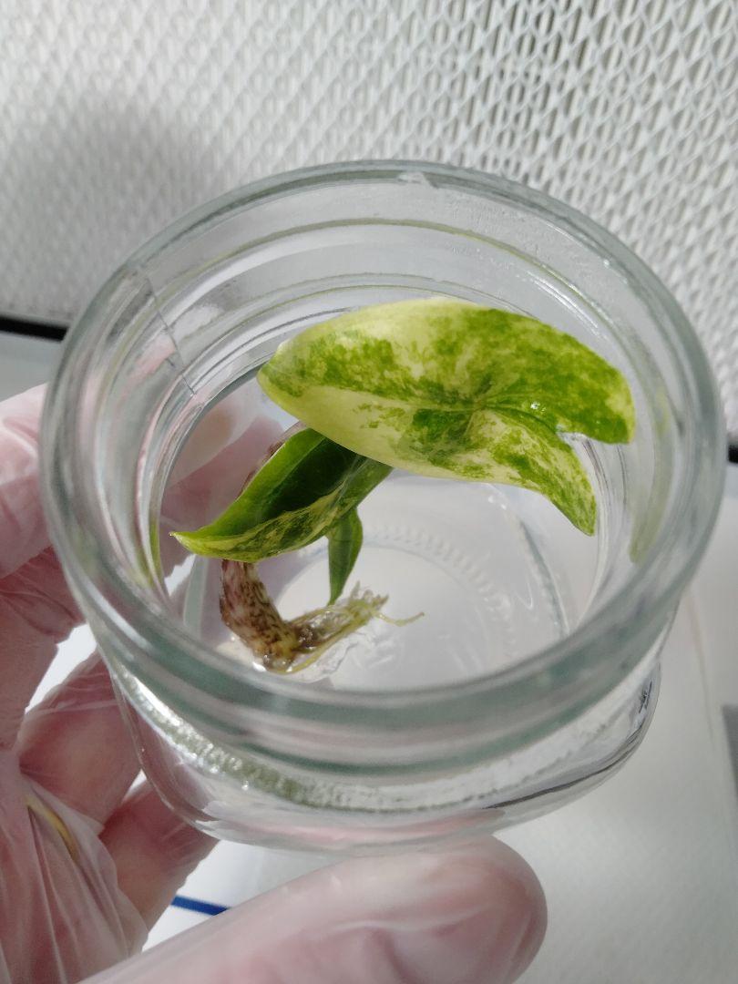 アロカシア ゼブリナ 斑入り Alocasia Zebrina var