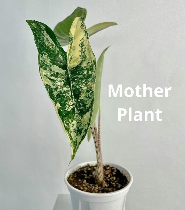 アロカシア ゼブリナ 斑入り Alocasia Zebrina var