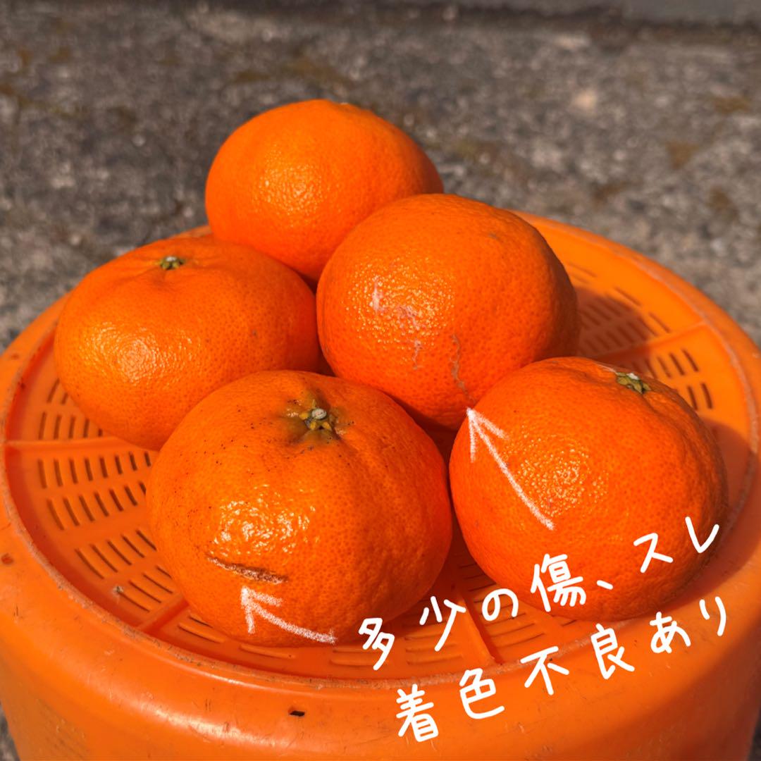 【⭐︎卍⭐︎】愛媛県西宇和産 甘平 4kg 選別品