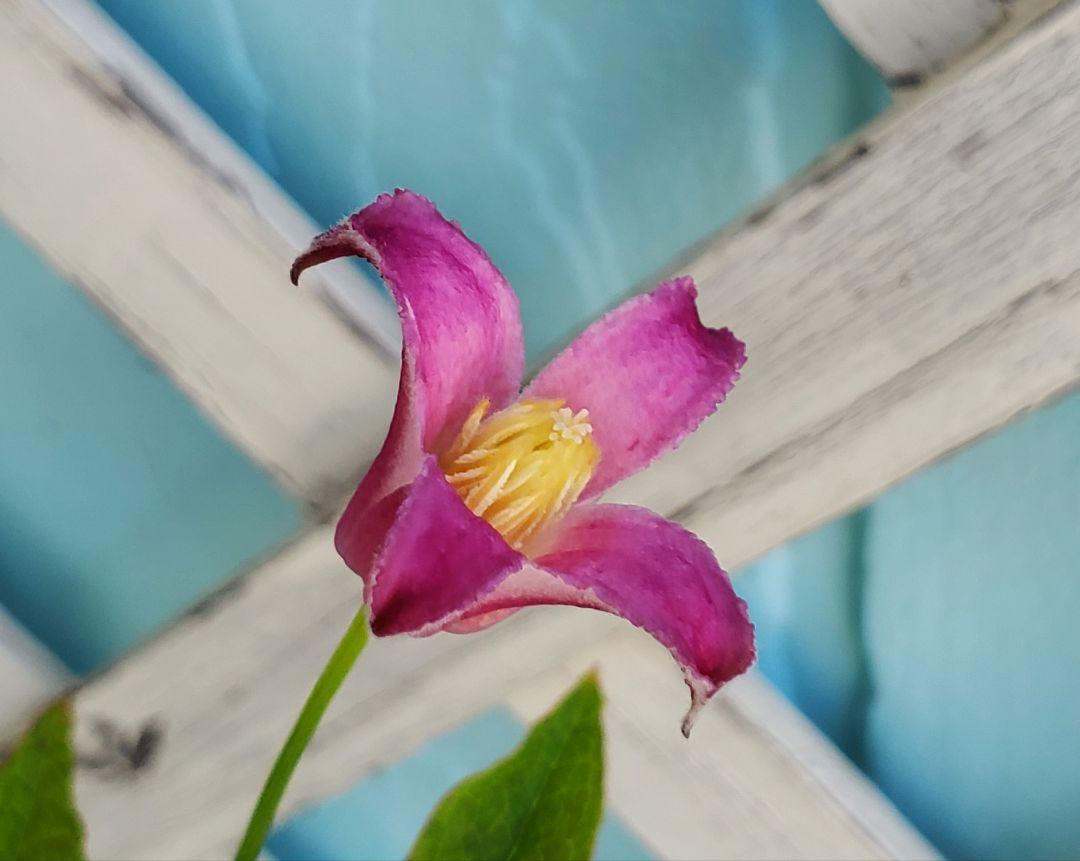トキ色の君 2番花開花