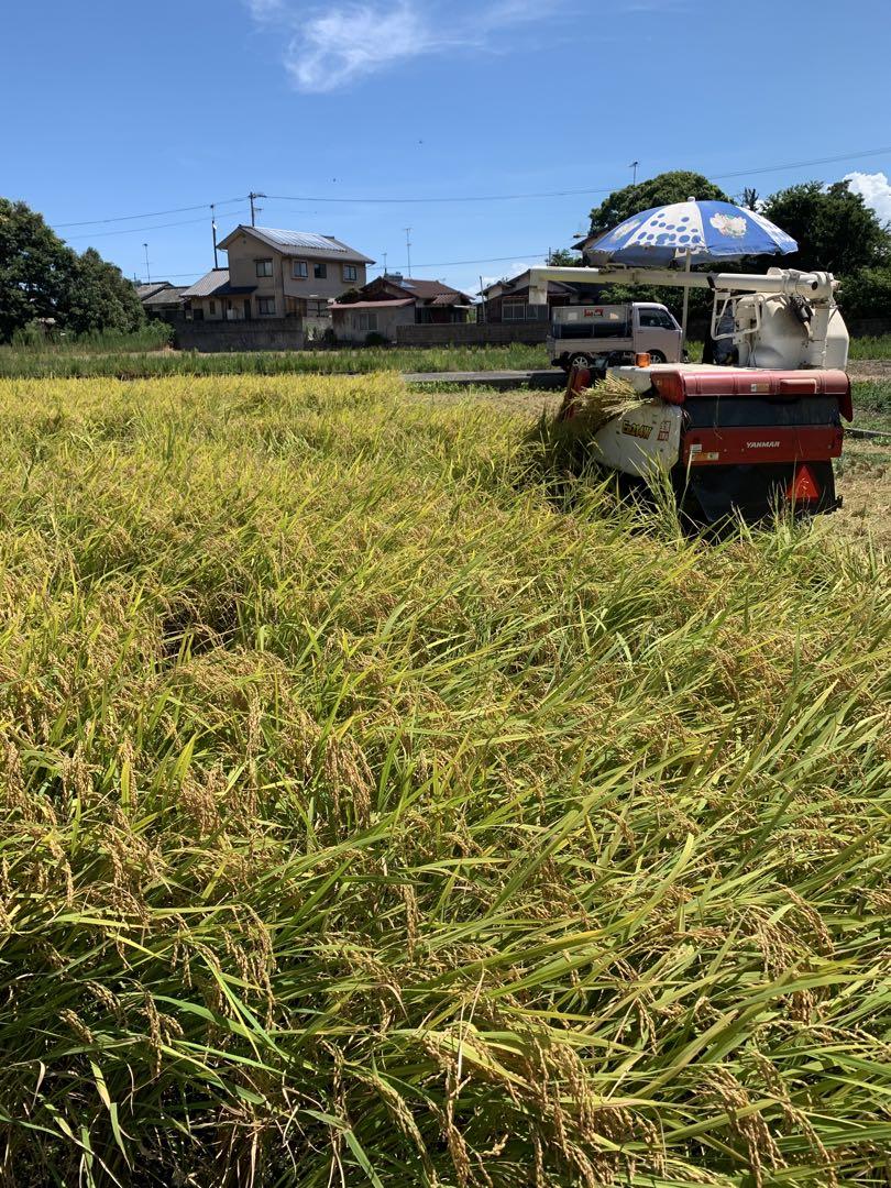 愛媛県産 新米 コシヒカリ 20キロ 送料込み