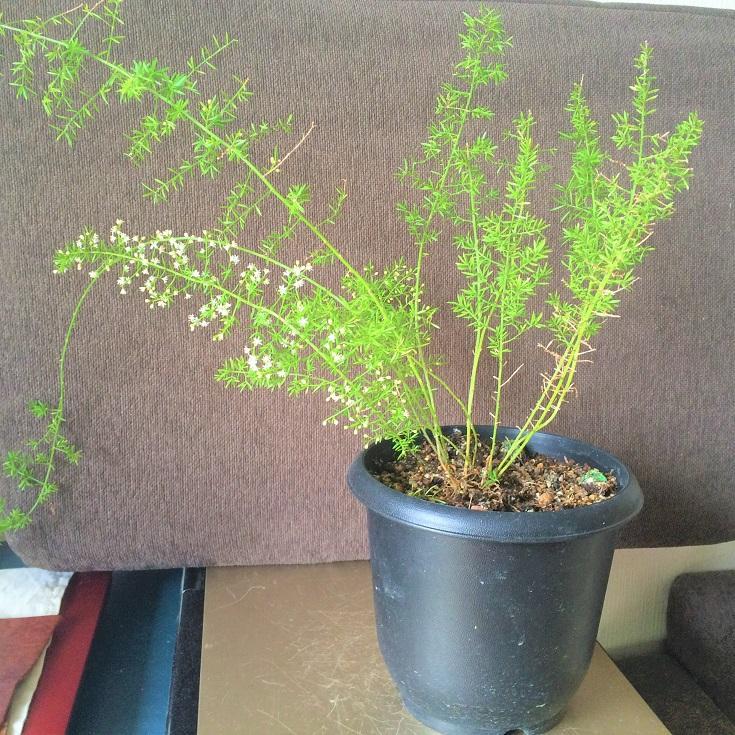 レア アスパラガス メイリー 観葉植物 メルカリ レア アスパラガス メイリー 観葉植物 メルカリ