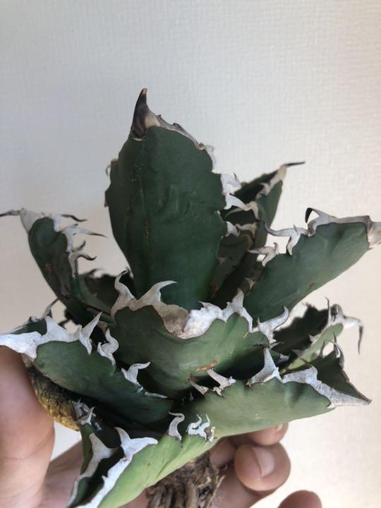 多肉植物 アガベチタノタ帝释天 16cm 多肉植物 アガベチタノタ帝释天 16cm