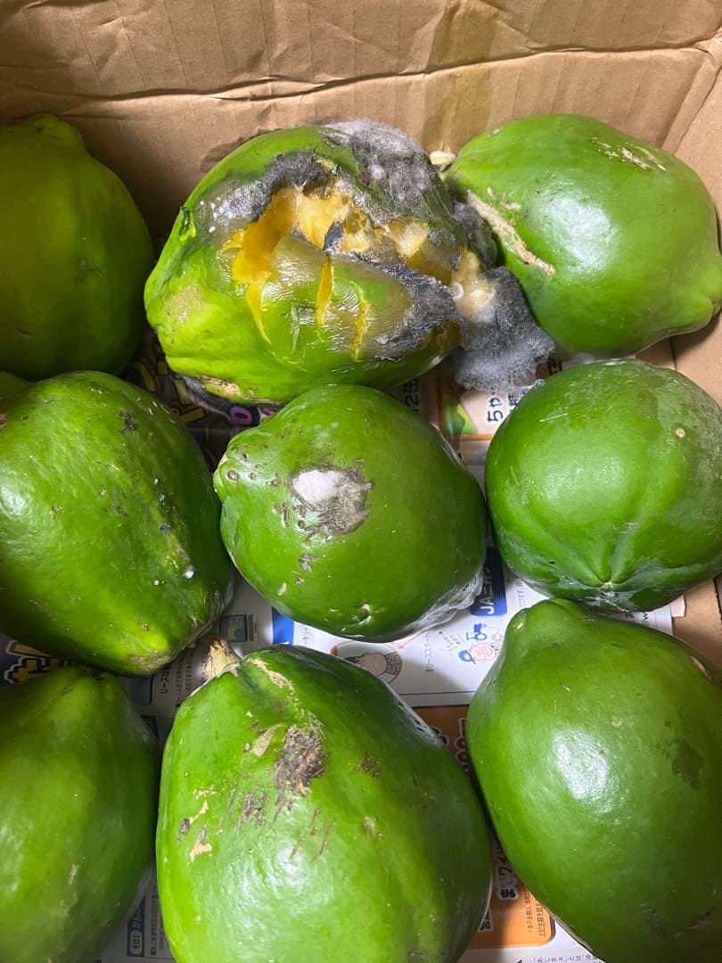 からたち(枳殻)の苗木 農薬不使用 実生苗500本セット 農薬不使用 からたち(枳殻)の苗木 農薬不使用 実生苗500本セット 農薬不使用