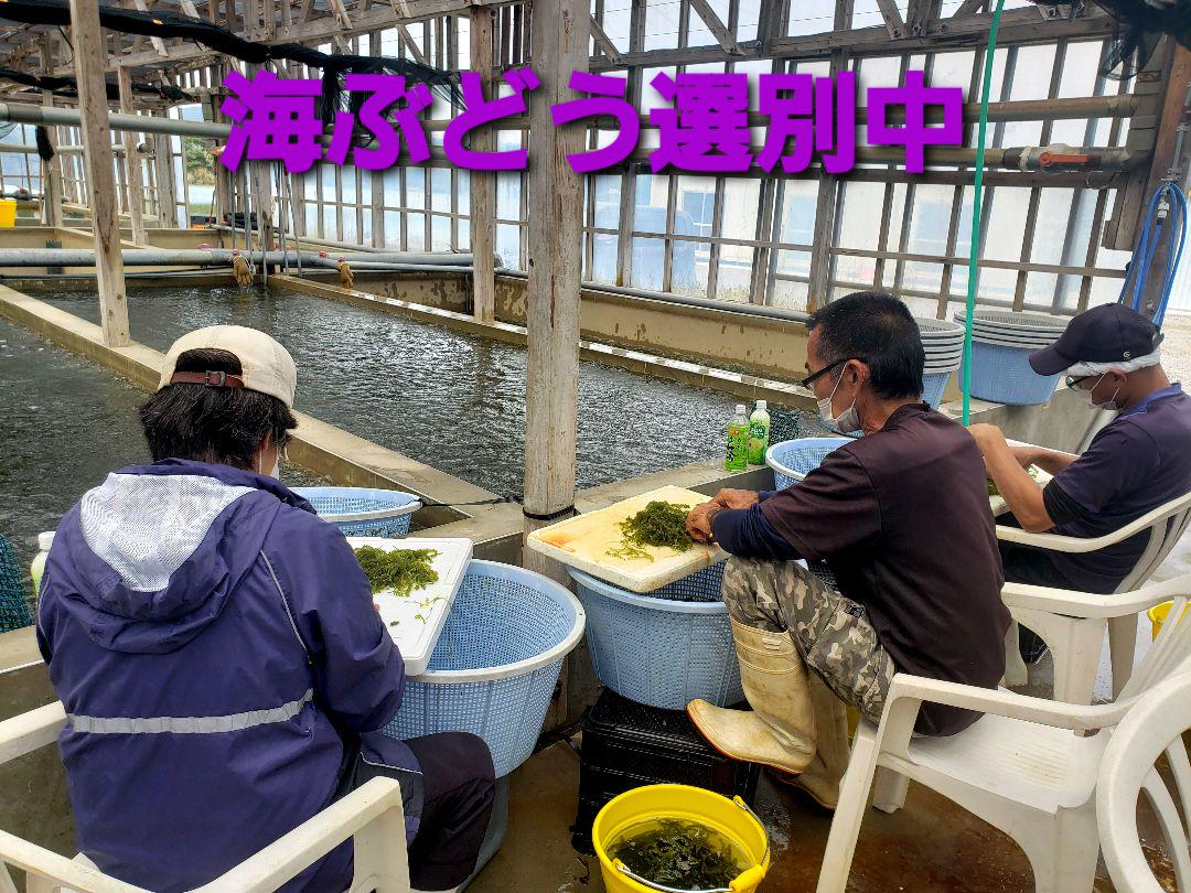 朝摘み直送 海ぶどう たっぷり4000g lBsa2-m65175595026 沖縄県産 茎付き 定番超激安