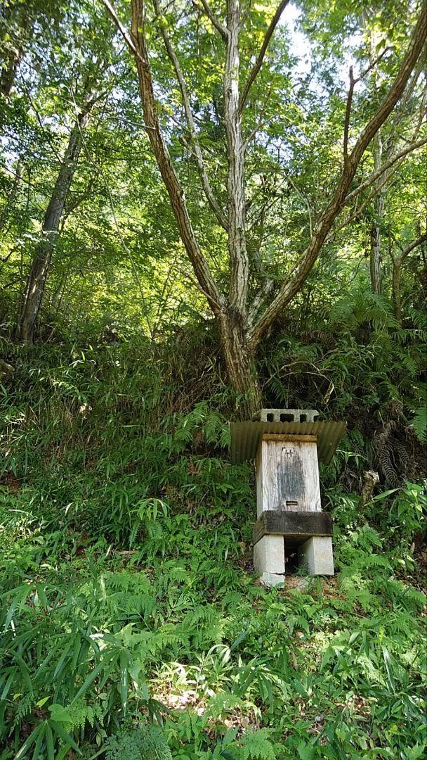 日本ミツバチ 蜂蜜 令和6年    採れたて 1200g たれ蜜 非加熱蜜