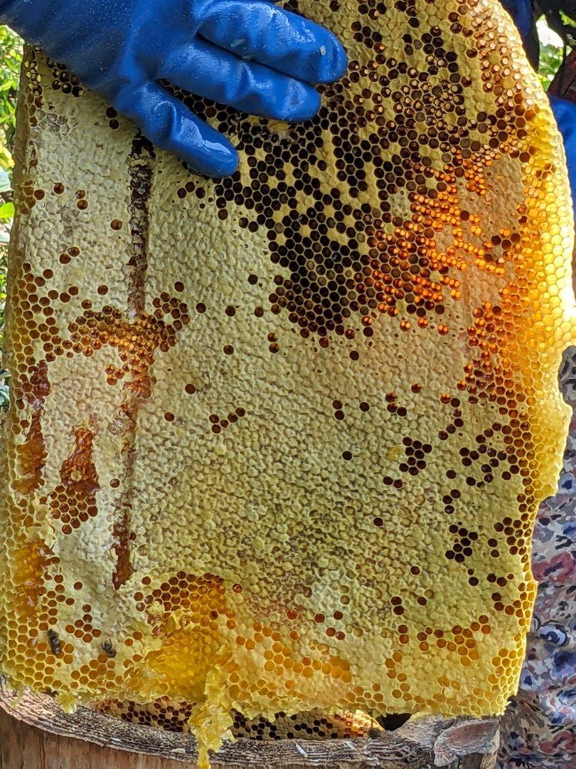 日本ミツバチ 蜂蜜 令和6年    採れたて 1200g たれ蜜 非加熱蜜