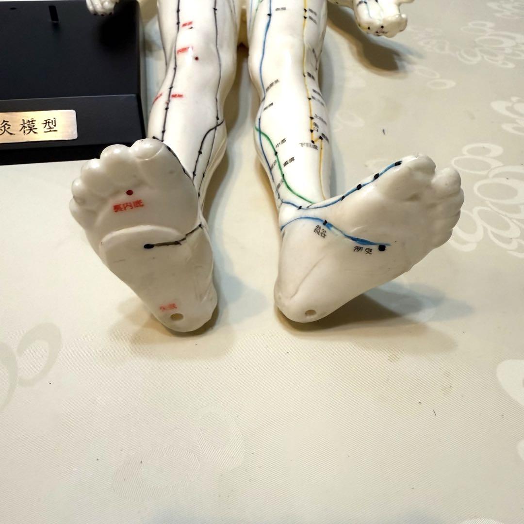 経絡経穴　鍼灸模型　けいけつくんⅡ Amazon | 人体模型シリーズ けいけつくんII(WHO新規格対応経絡