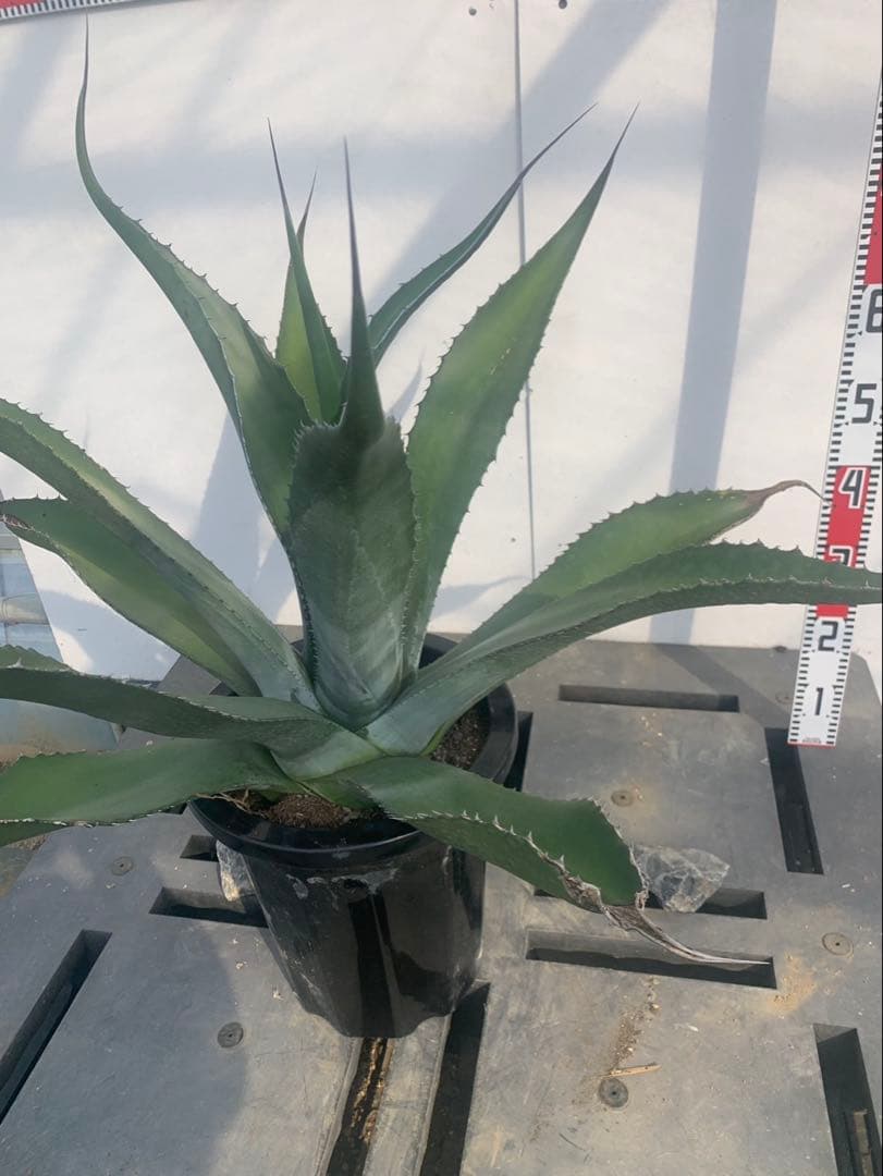 アガベ フェロックス