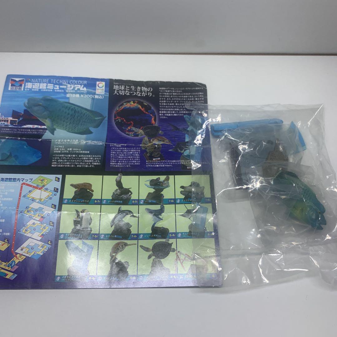 ネイチャーテクニカラー　海遊館ミュージアム　メガネモチノウオ（※ミニブックなし） 海遊館ミュージアム ネイチャーテクニカラー メガネモチノウオ