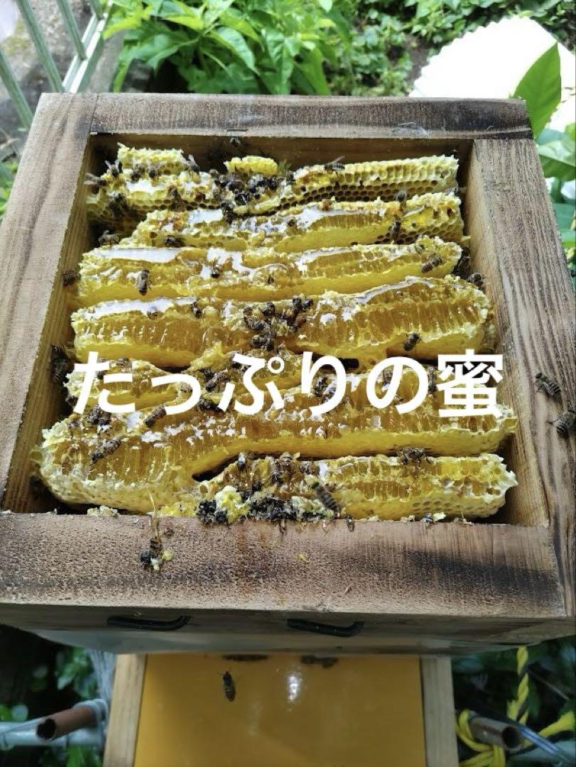 日本蜜蜂 重箱式巣箱４段　スライド底板 スノコ　誘引液300cc付　 セット割有