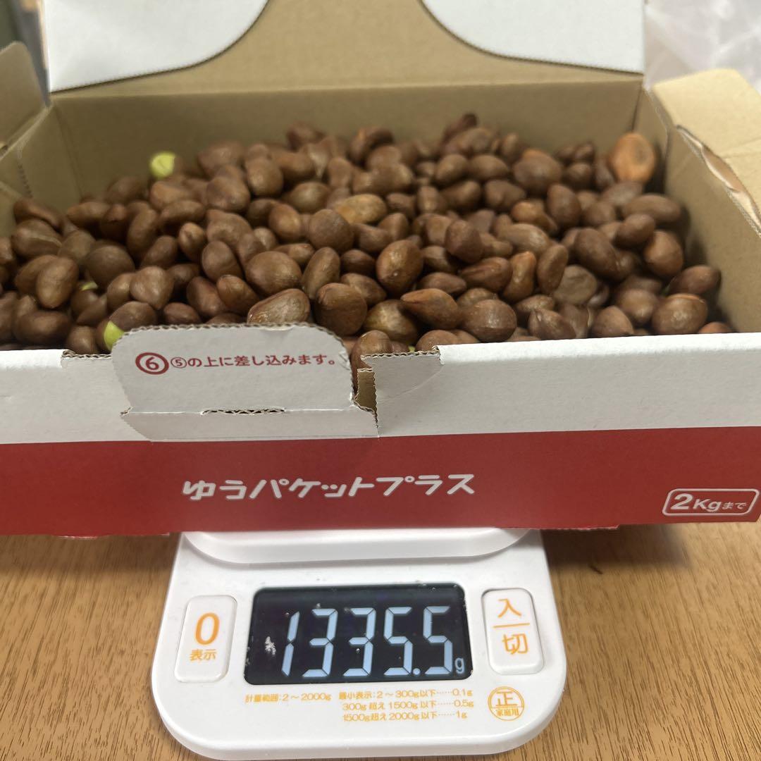 ビワの種　約5kg大小入り混じり　②