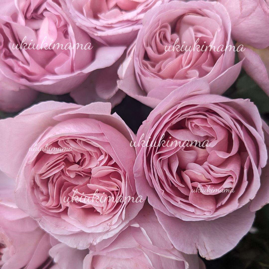 つぼみつき バラ 苗 薔薇 希少種 香りよし ①