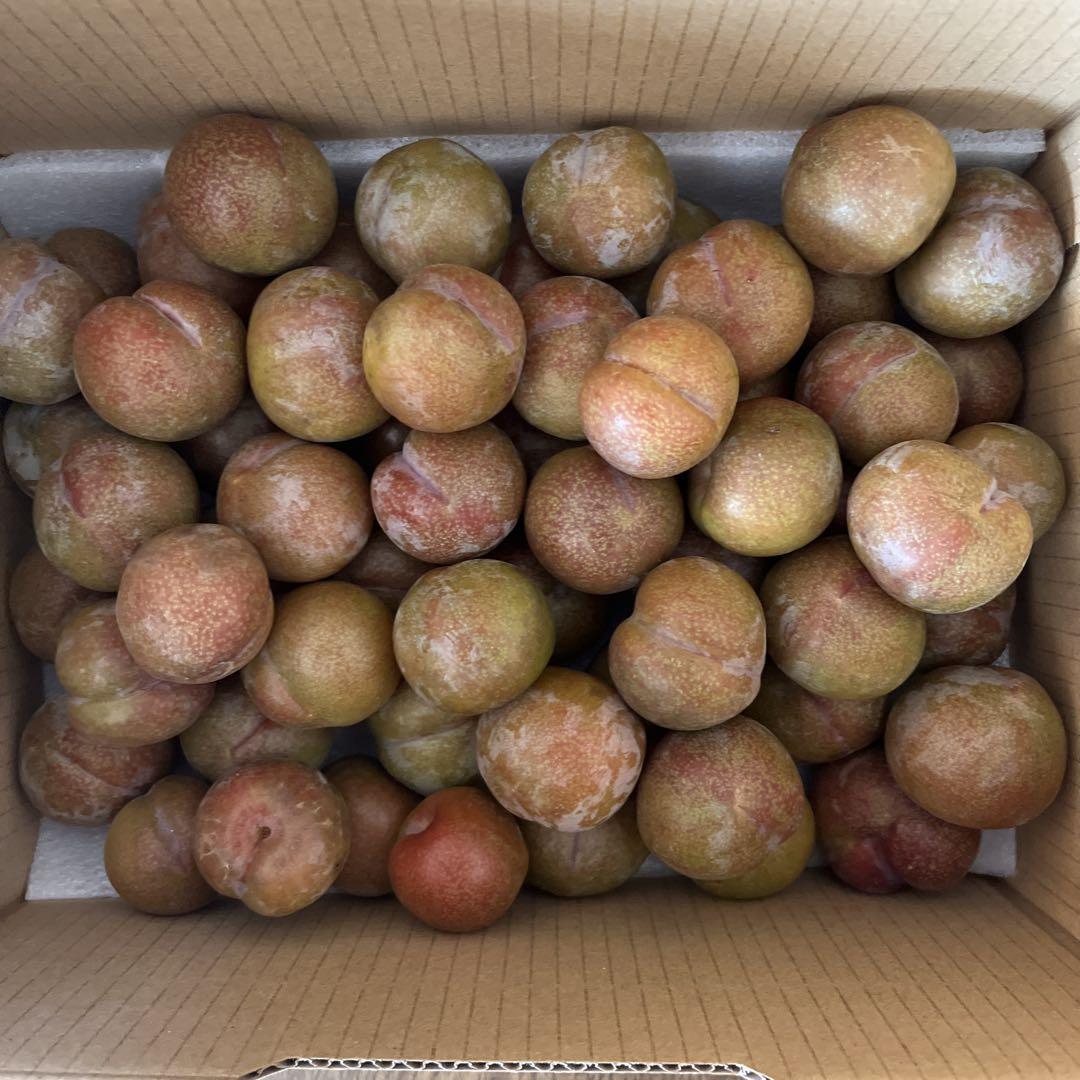 鹿児島産 すもも 10kg