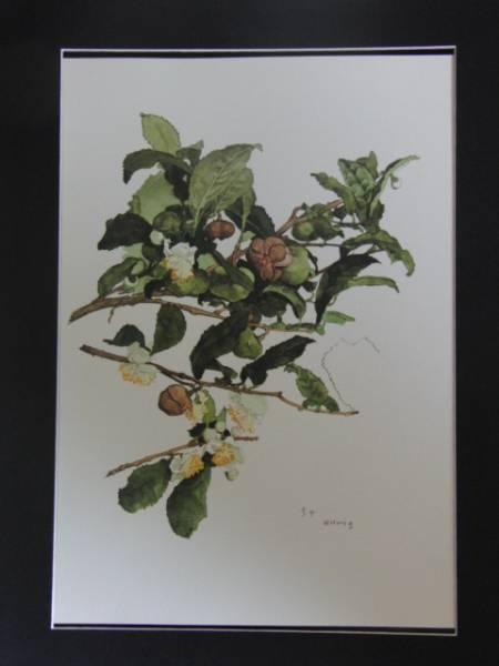 小磯良平、あけび、高級薬用植物画、版上サイン入り