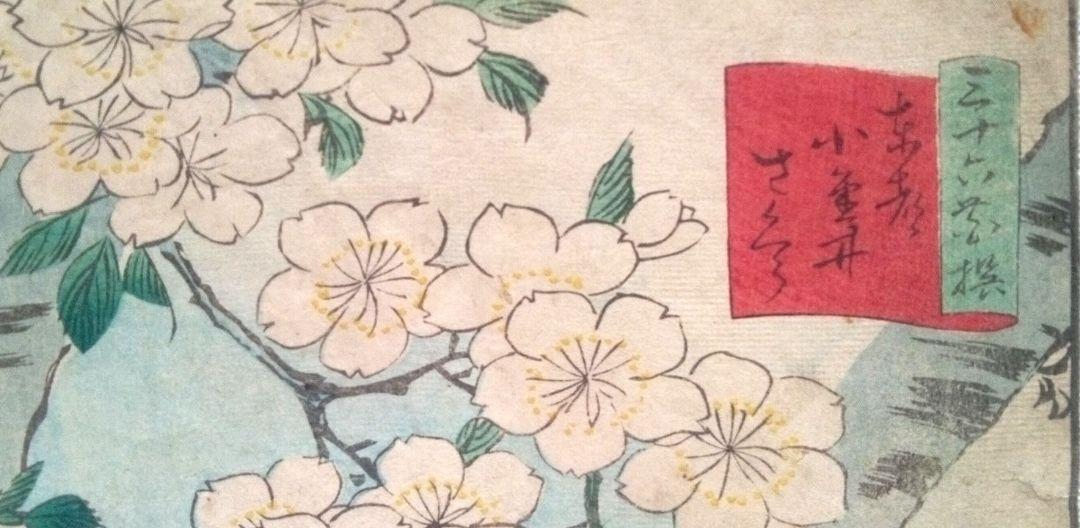 浮世絵、三十六花撰(東都小金井さくら）