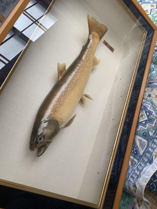 岩魚【41cm】 剥製