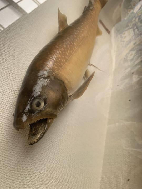 岩魚【41cm】 剥製 置物
