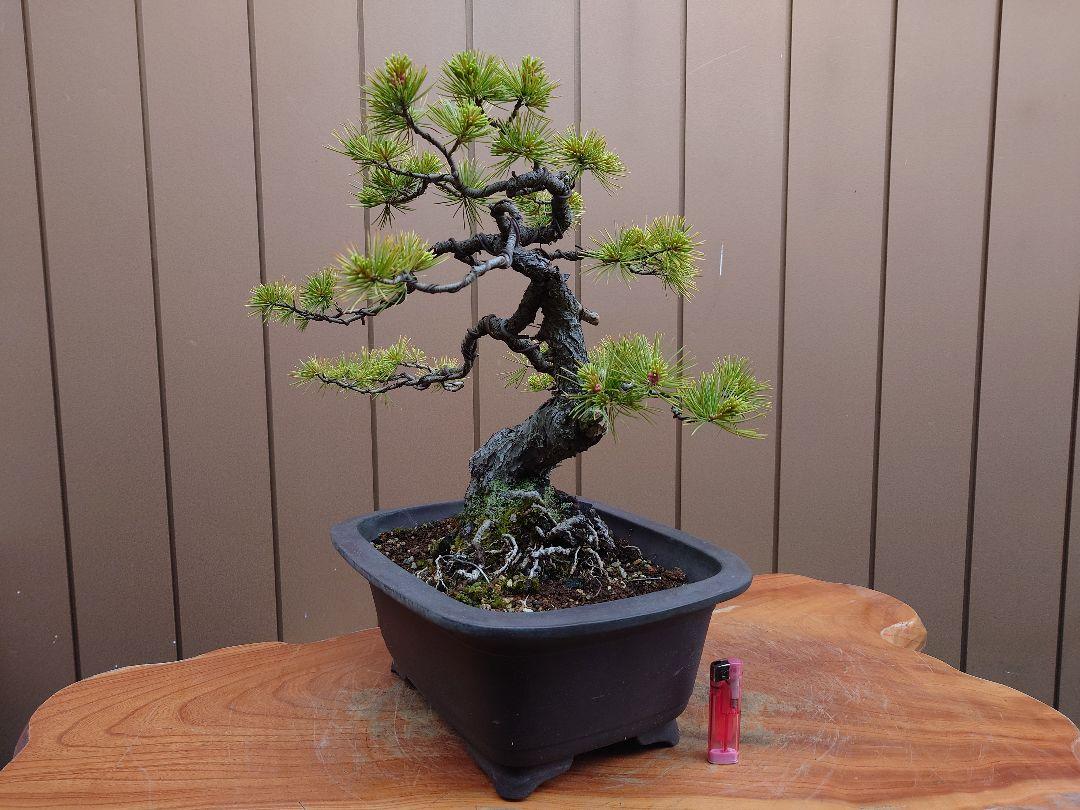 盆栽　五葉松　樹高38cm