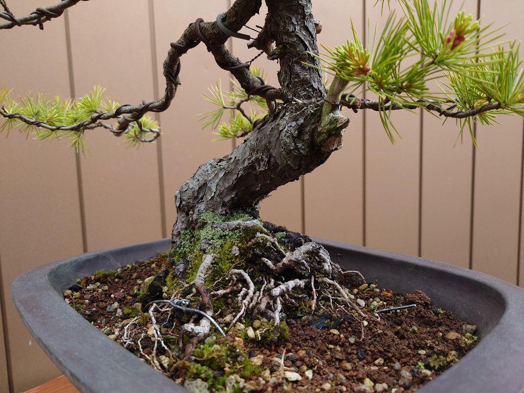 盆栽　五葉松　樹高38cm