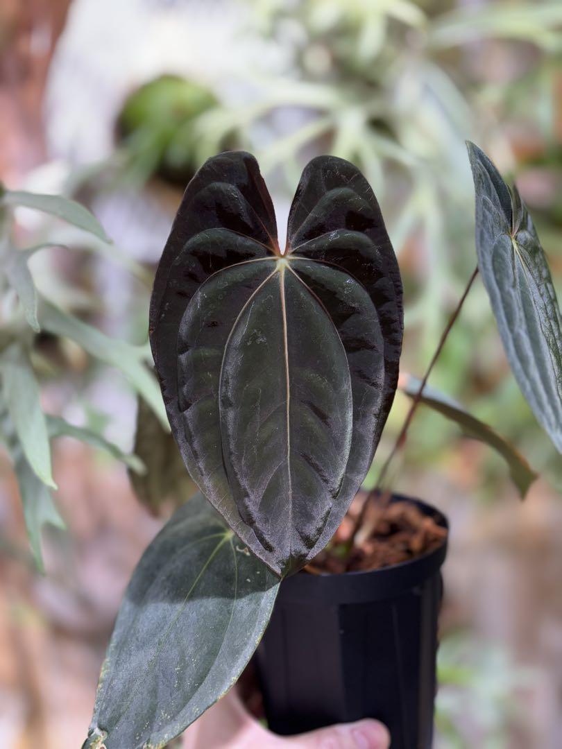 その他観葉植物 Anthurium papillilaminum