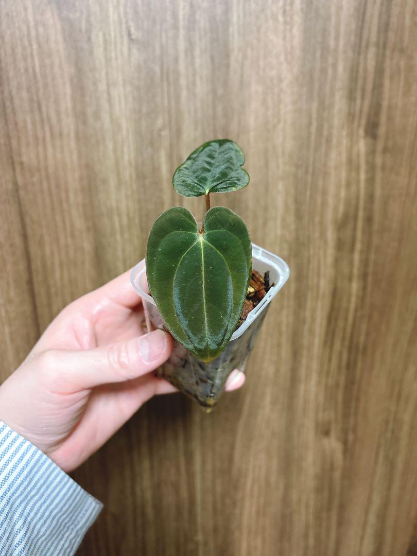 その他観葉植物 Anthurium papillilaminum
