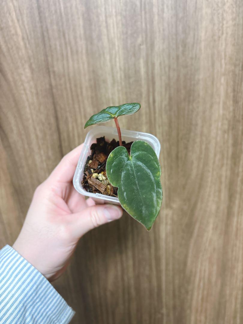 その他観葉植物 Anthurium papillilaminum