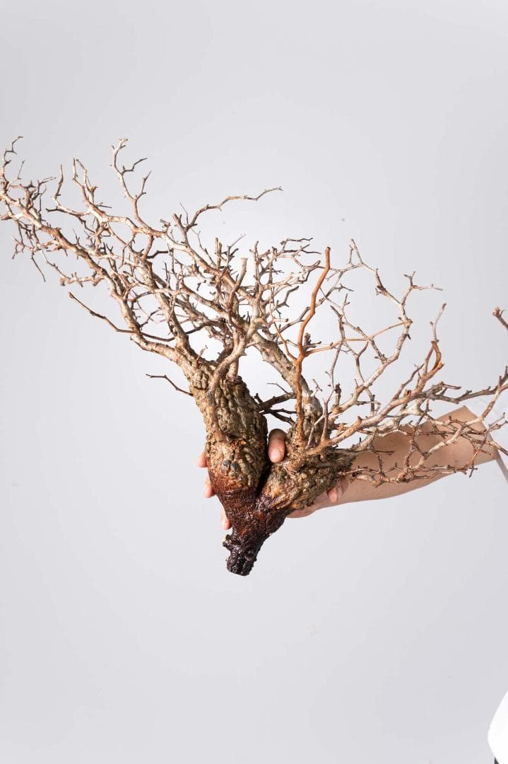 LP72 オペルクリカリア パキプス コーデックス ベアルート株傷や汚れあり