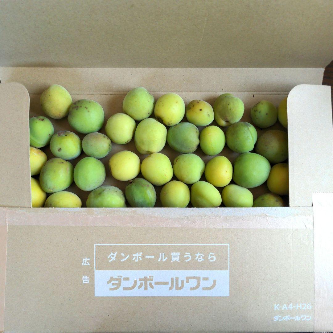 採れたて○梅 約1.3キロ 無農薬 激安店舗 wulift.com