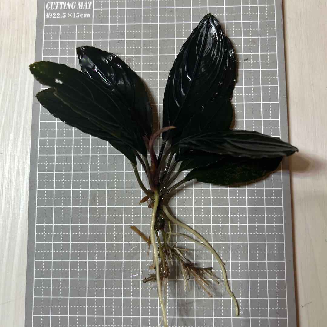 ブセファランドラ スケルトンキング 大株 - 水草人気