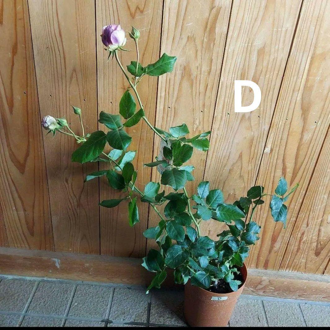 カメオ薔薇苗(2つセット)