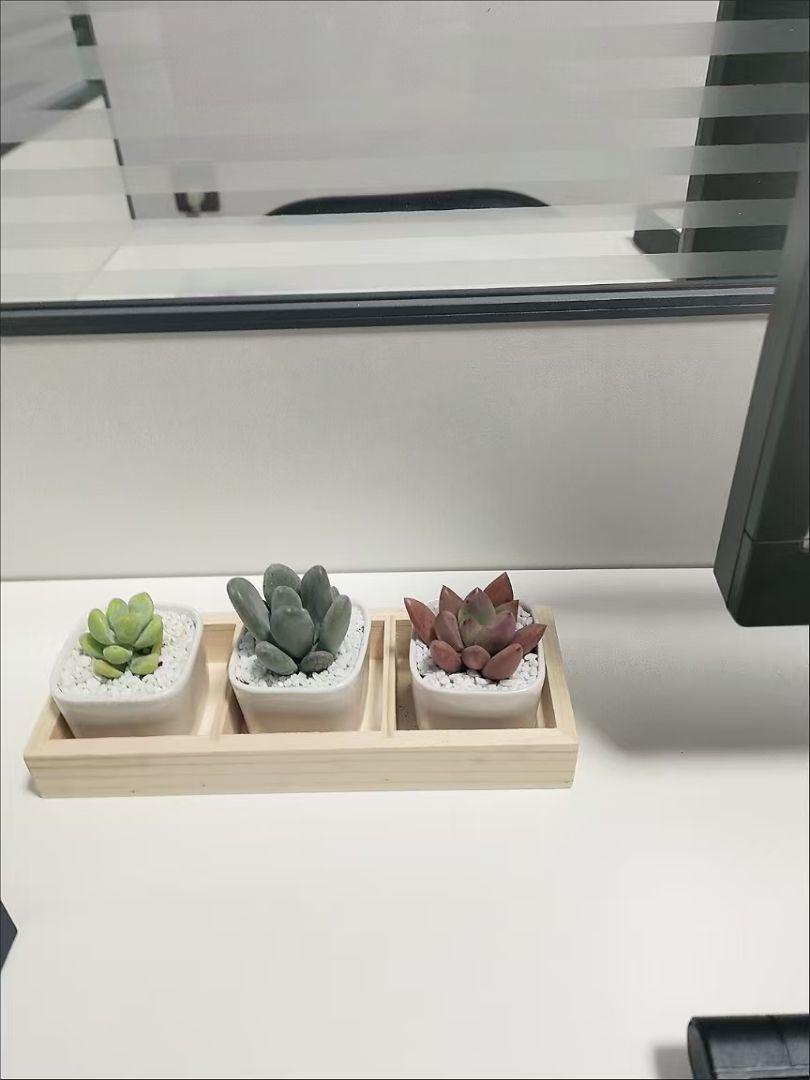 陶器鉢付き