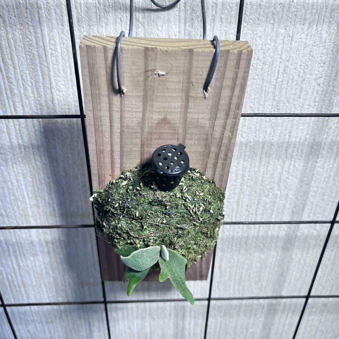p.willinckii