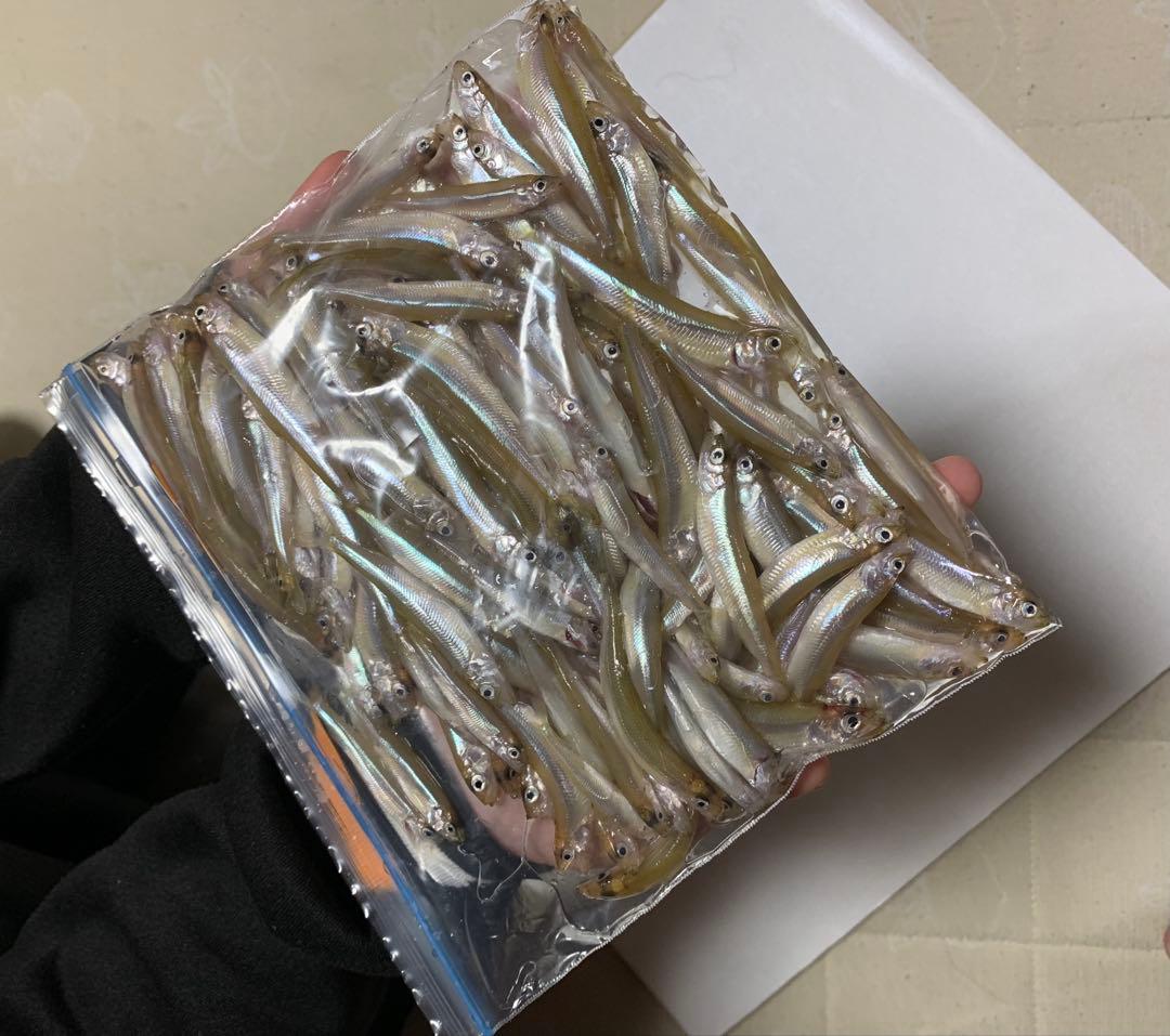 ワカサギ ステンレス穂先 全長約250ミリ 2本 WWW_OLIVIERBERNSTEIN_COM