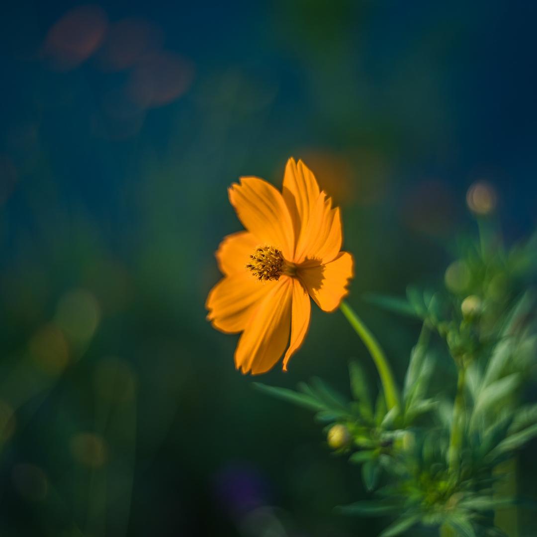 このズミタ︻ 今週限定セール Leica Summitar 50mm f2 fs3xL-m65598005408 レンズらし