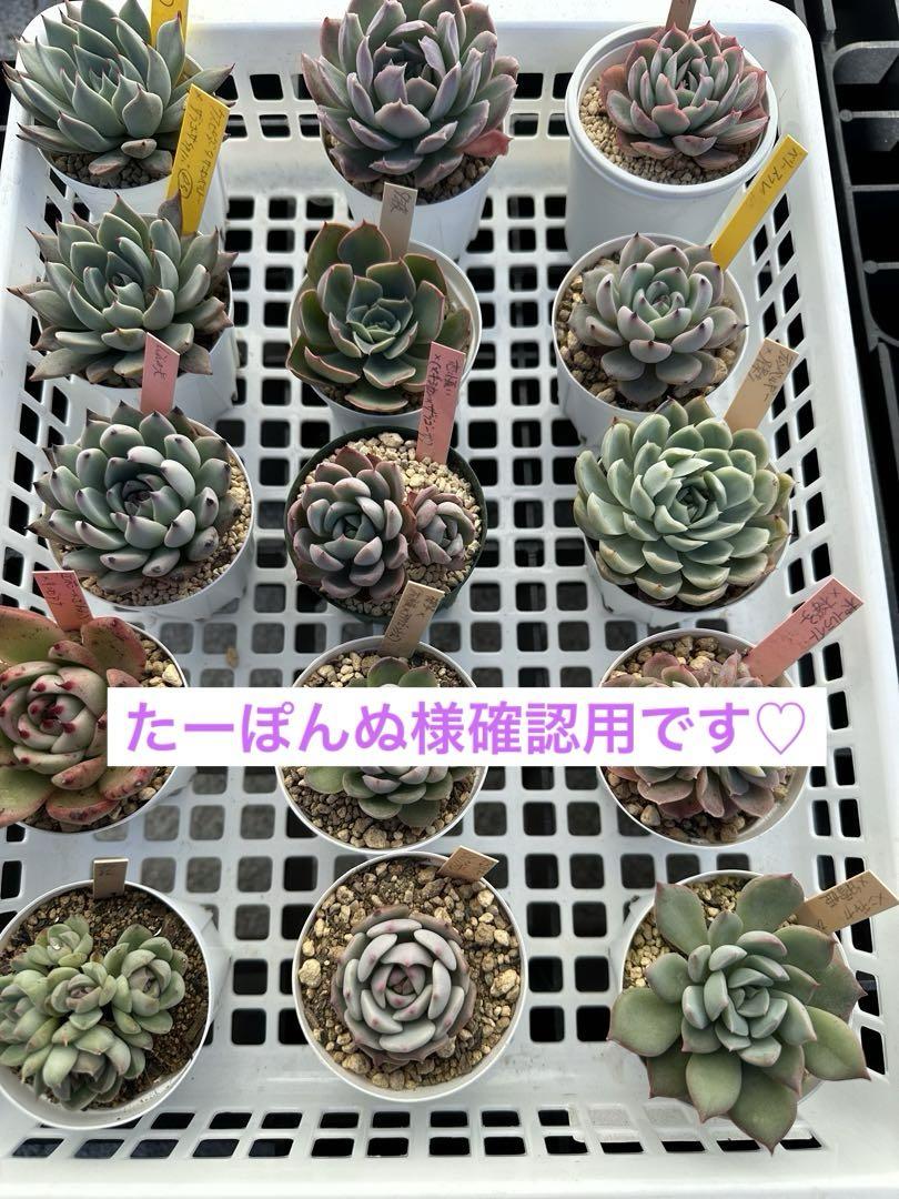 たーぽんぬ様確認用です☆