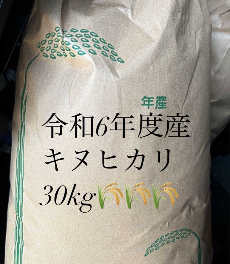 【送料込み】令和6年度産　キヌヒカリ　30kg 玄米
