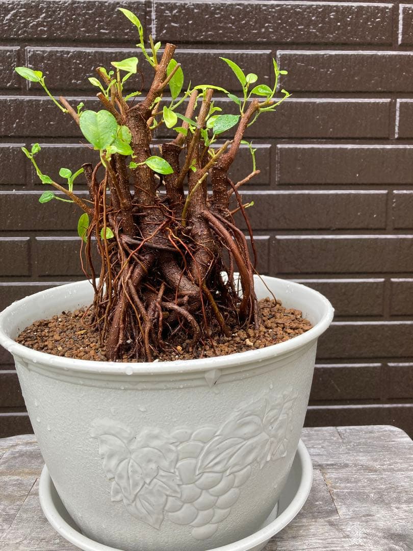 フィカス ガジュマルやや傷や汚れあり