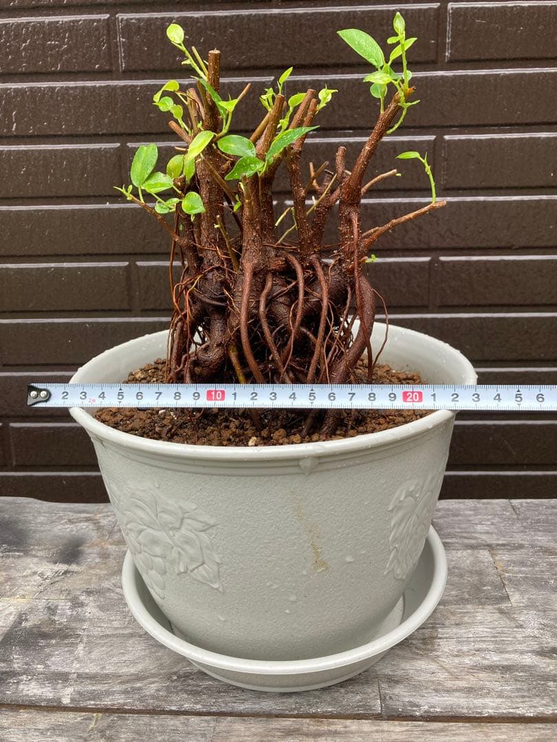 フィカス ガジュマルやや傷や汚れあり