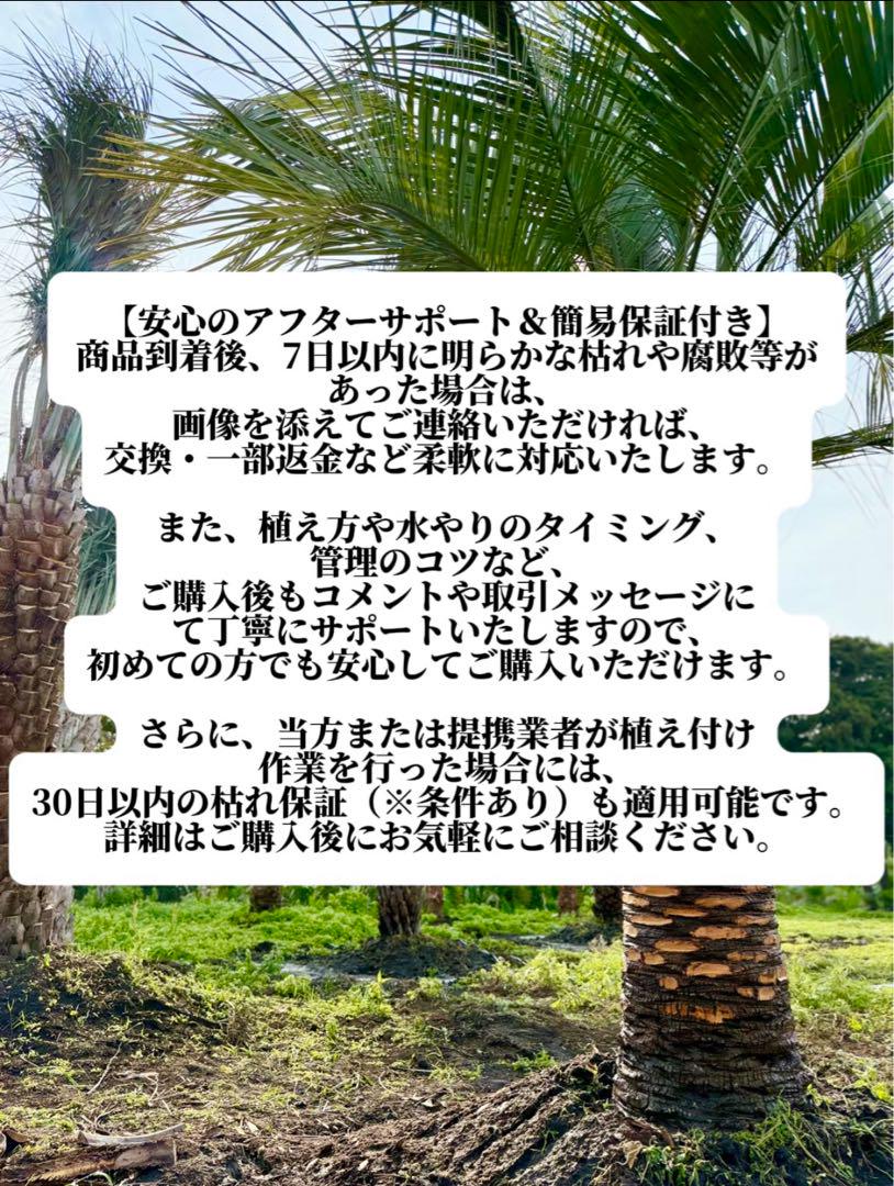 フェニックスロベリニー 【 3本立】ポット入り美株 高さ約90cm