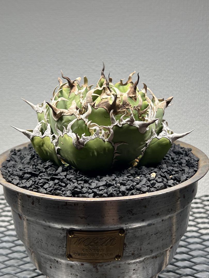 現品お届け】アガベ 4号 チタノタ フィリグリー filigree Agave