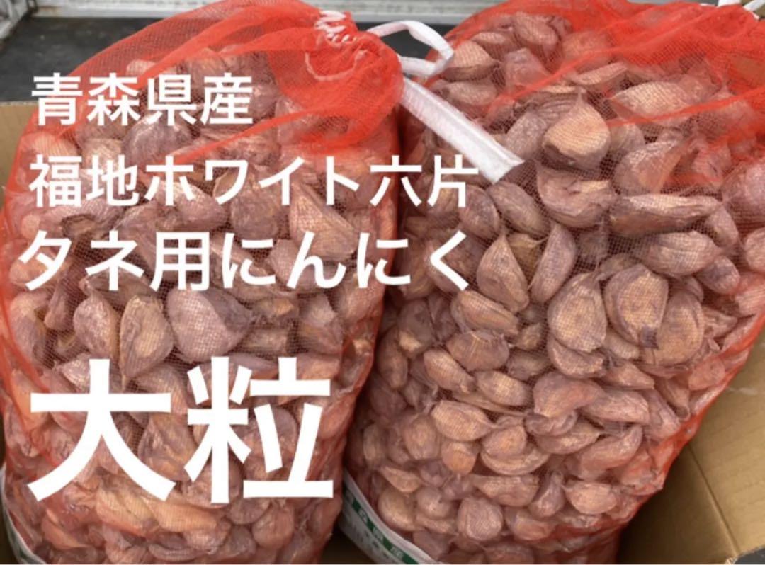 タネ にんにく 消毒済み 大サイズ 青森県産 福地ホワイト六片 種用ニンニク
