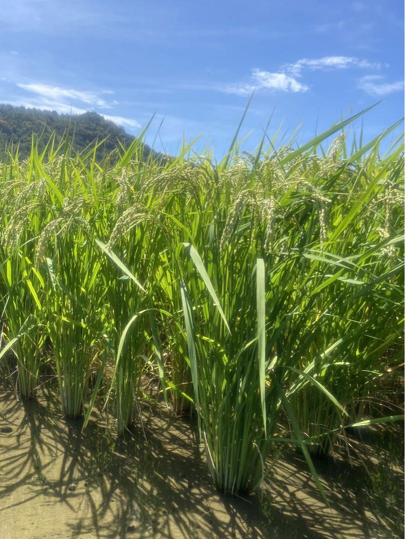 Natural farming自然栽培玄米 長岡式酵素玄米  食養ご飯 自然療法