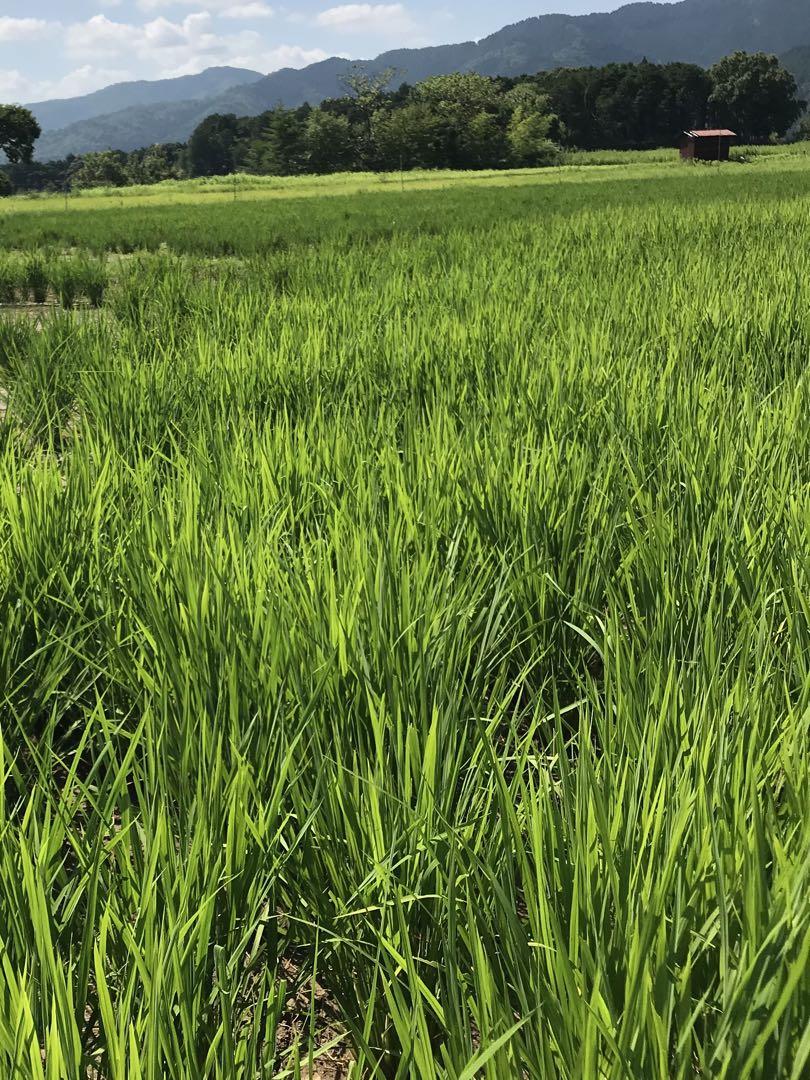Natural farming自然栽培玄米 長岡式酵素玄米  食養ご飯 自然療法