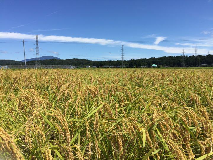 があり— 令和3年産 新潟とちおコシヒカリ玄米風袋込25kgぴかぴか低温乾燥特栽米2 9U1on-m65680786282 新米 のコシヒカ