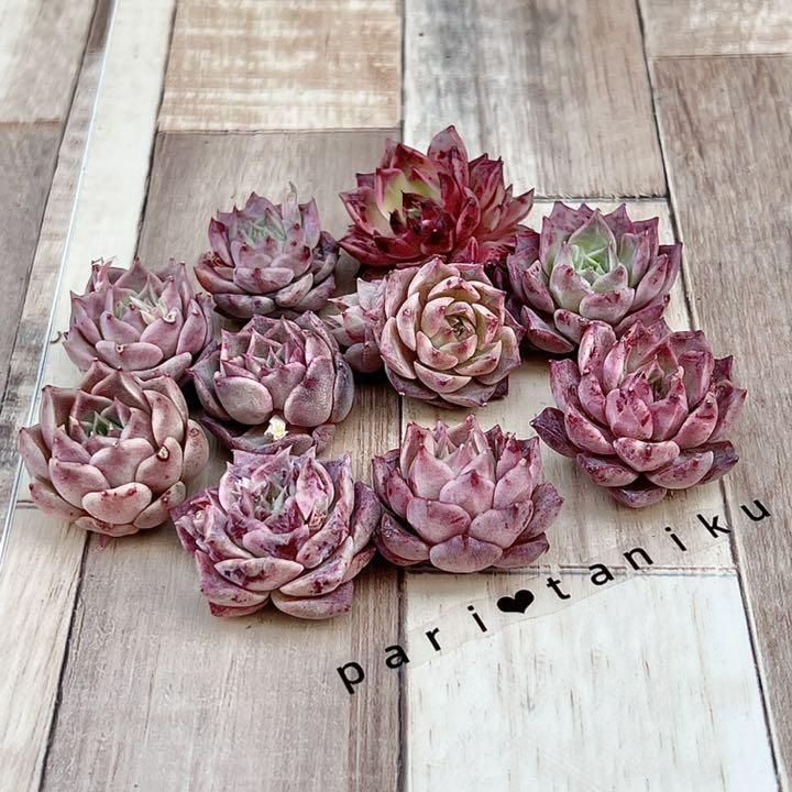 ✨New✨　多肉植物　シーシェル　韓国苗