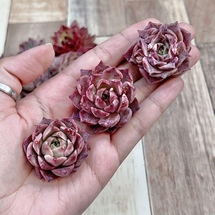 ✨New✨　多肉植物　シーシェル　韓国苗