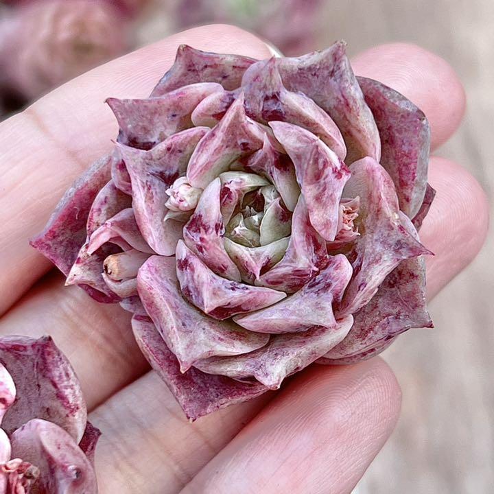 ✨New✨　多肉植物　シーシェル　韓国苗