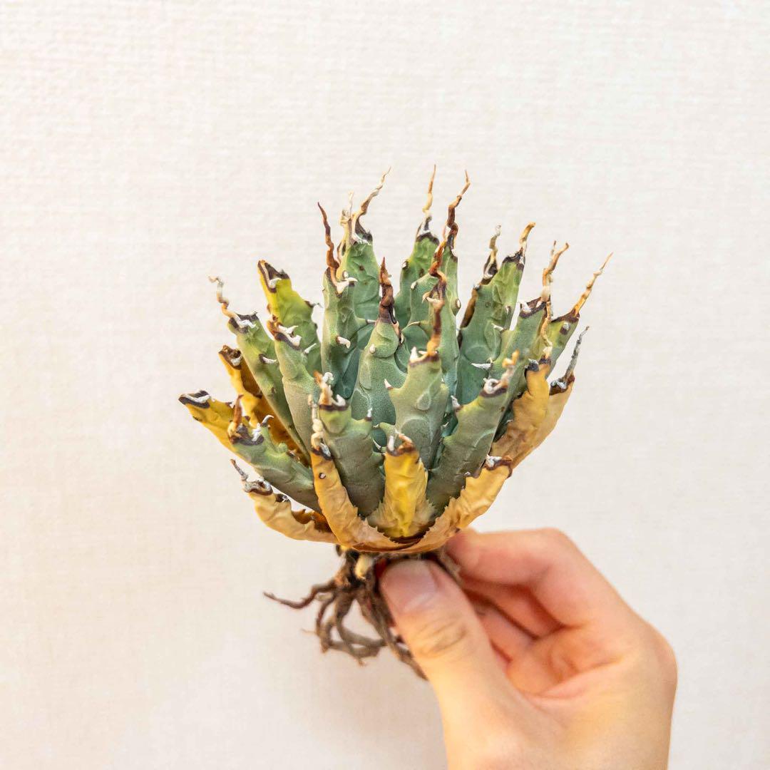 58 ユタエンシス エボリスピナ 現地株 陽炎 アガベ 微発根済み 子株あり 58 ユタエンシス エボリスピナ 現地株 陽炎 アガベ 微発根済み