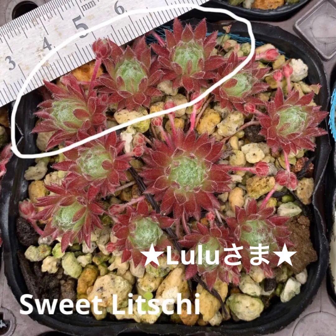 ★Luluさま。多肉 センペル Sweet Litschi 3株